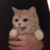 美有喵