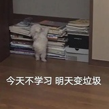 咩咩