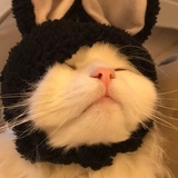 萌萌的松子