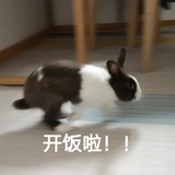 吃瓜兔