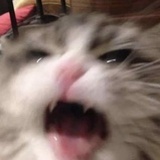 IW