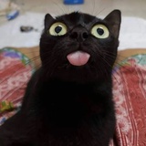 宝器猫