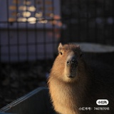 青鸾