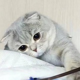又菜又爱玩