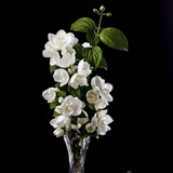 刘花花