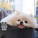 六六
