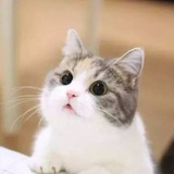 小幸福的狸花猫