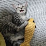 英明神武的cat