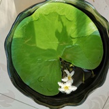风轻云淡