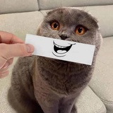 小新