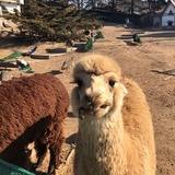 lulu