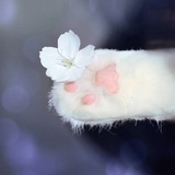 叫·花子zz