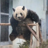草莓可乐冰淇淋