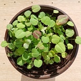 颤抖的草莓酱