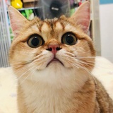 胡豆豆
