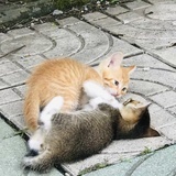 石榴