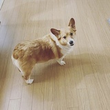 小松踩奶已黑化