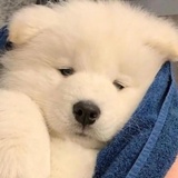 赏味期小狗