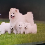 妮妮xi