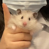 木兆