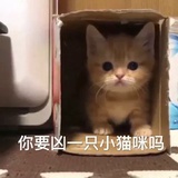 特級廚師劉昂星