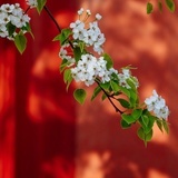 木星上的花