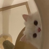 小番茄