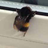 番茄