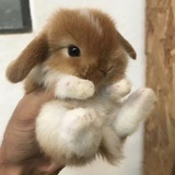 不听十里冬.