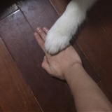 猛犬Kimi臭臭