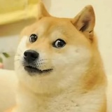 反弹十级用户