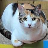 滕子京