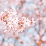 葳蕤
