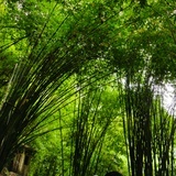 楠楠