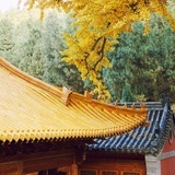 橘子辉煌