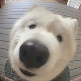napking