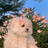 无情磕药机