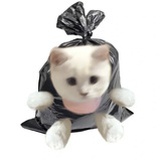 垃圾袋套小猫