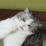 豆泥煤