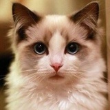 啃鞋子的猫