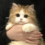 麦门