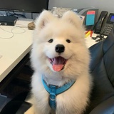 快乐鸟兜兜