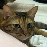 猫圆