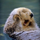 Chirpy Otter_