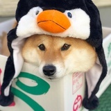 抱抱王一宝