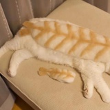 橘猫的煎饼