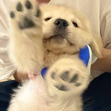 🐾🐾🐾