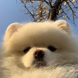 光