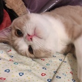 橙摇摇摇