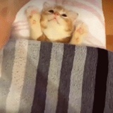 不知何方的妖怪